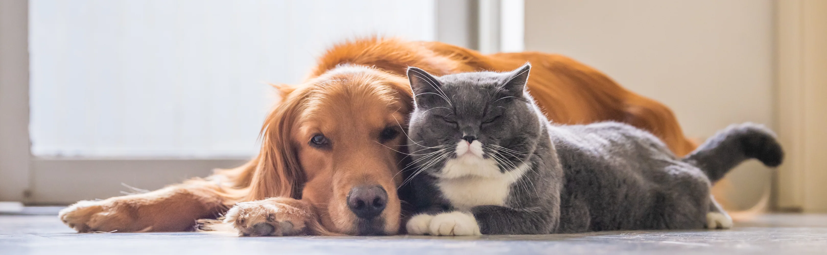 L'excellence au service de vos compagnons